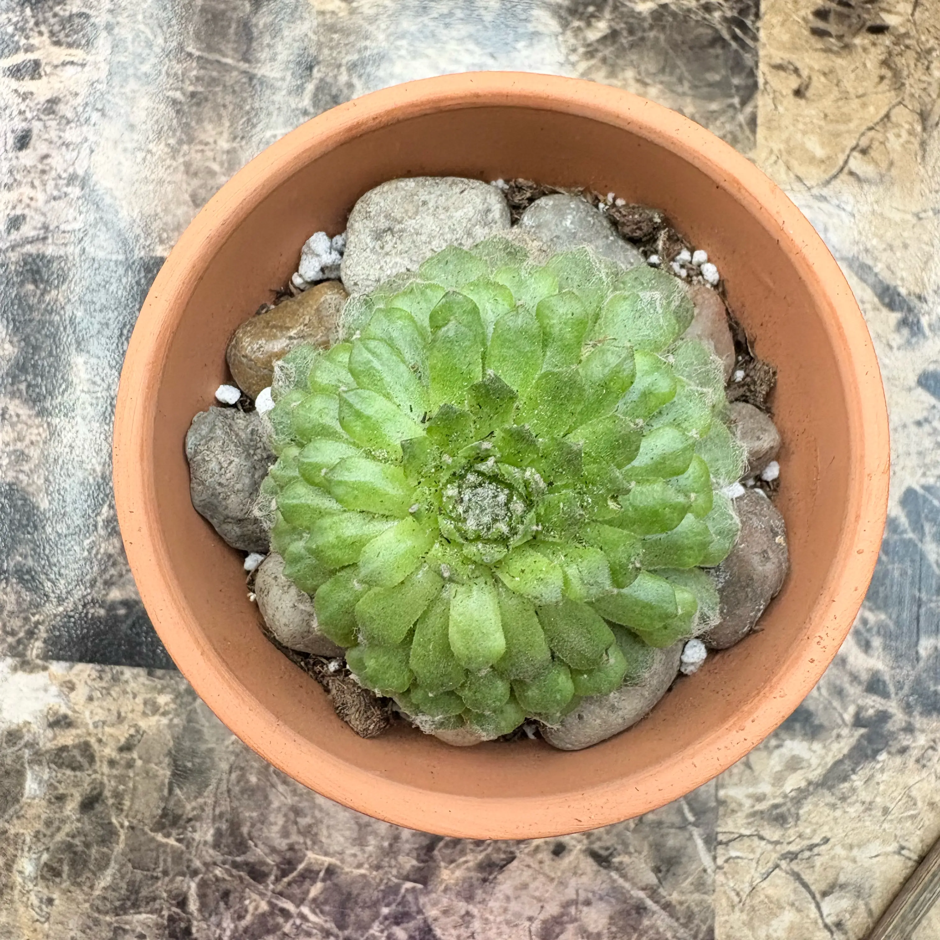 Sempervivum tectorum “cobweb hen and chickens”