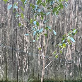 Photo of the plant species Yoshino Cherry by @JovialEarthstar named Muhammad Ali on Greg, the plant care app