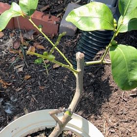 Photo of the plant species Eureka Lemon by @JovialEarthstar named Miley on Greg, the plant care app