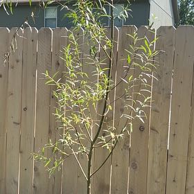 Photo of the plant species Austree Hybrid Willow by @JovialEarthstar named Orwell on Greg, the plant care app