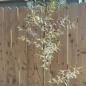 Photo of the plant species Austree Hybrid Willow by @JovialEarthstar named Beyonce on Greg, the plant care app