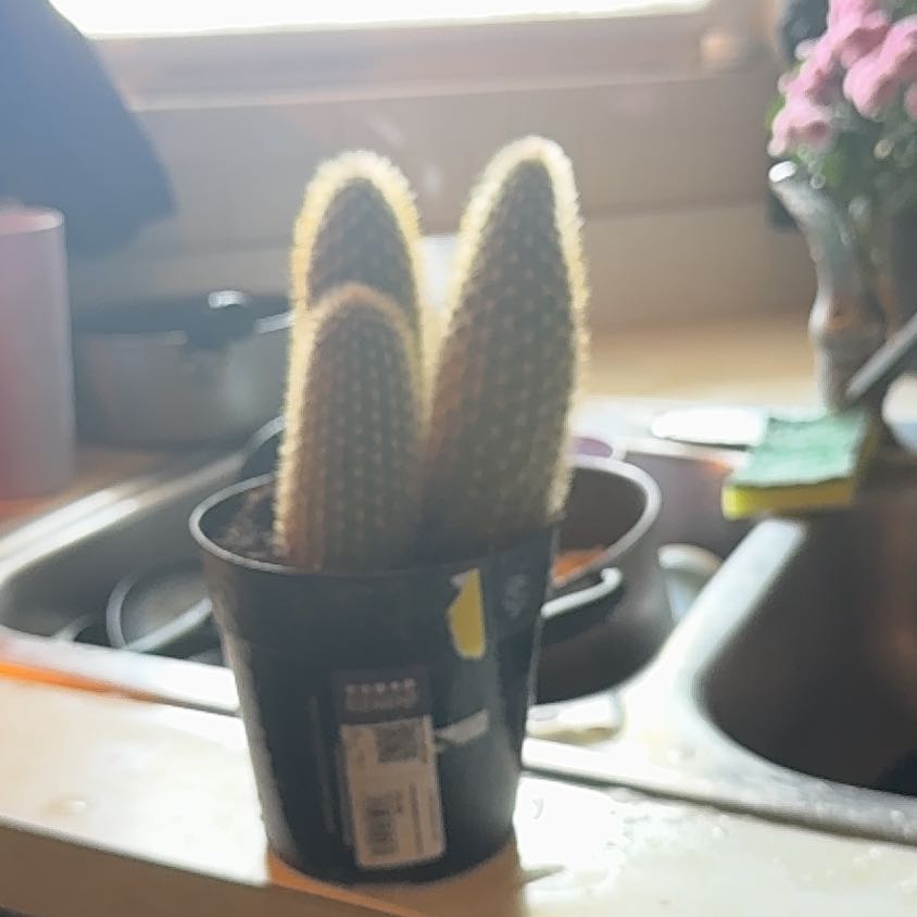 Photo of the plant species Penis Cactus by @MellowBagpod97 named Cactus joe on Greg, the plant care app