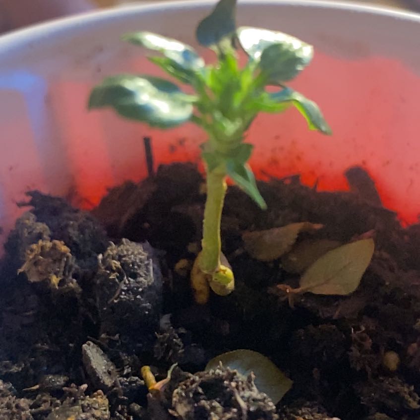 Photo of the plant species Honeycrisp apple tree by @LushDatepalm47 named Planty on Greg, the plant care app