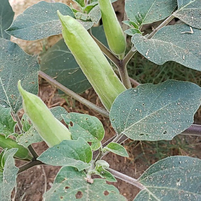 Photo of the plant species Sacred Datura by @AceSkunkbush48 named Denali on Greg, the plant care app