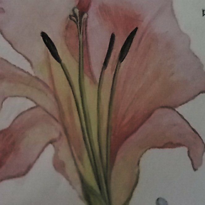 Photo of the plant species Italian Gladiolus by @AceSkunkbush48 named Forrest on Greg, the plant care app