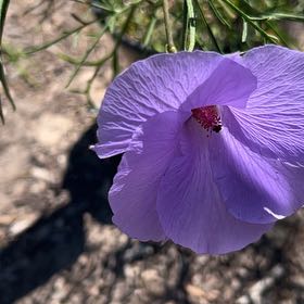 Photo of the plant species Perennial Flax by @RadLithop72 named Xena on Greg, the plant care app