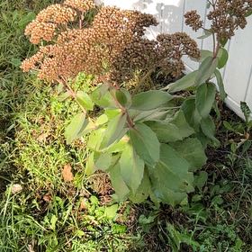 Photo of the plant species Rose Meadowsweet by @FabBegonia39 named Doja Cat on Greg, the plant care app