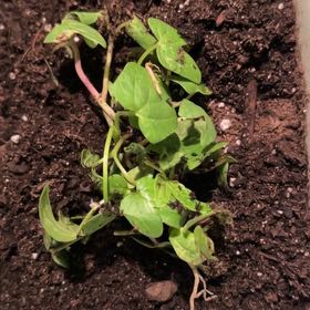 Photo of the plant species Mirabilis Jalapa by @FabBegonia39 named Fernie Mac on Greg, the plant care app
