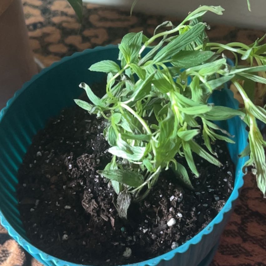 Photo of the plant species Catmint by @FabBegonia39 named Hemingway on Greg, the plant care app