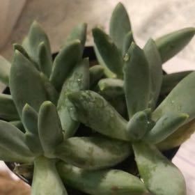 Photo of the plant species Pachyphytum longifolium by @LikableTomato49 named Spike on Greg, the plant care app