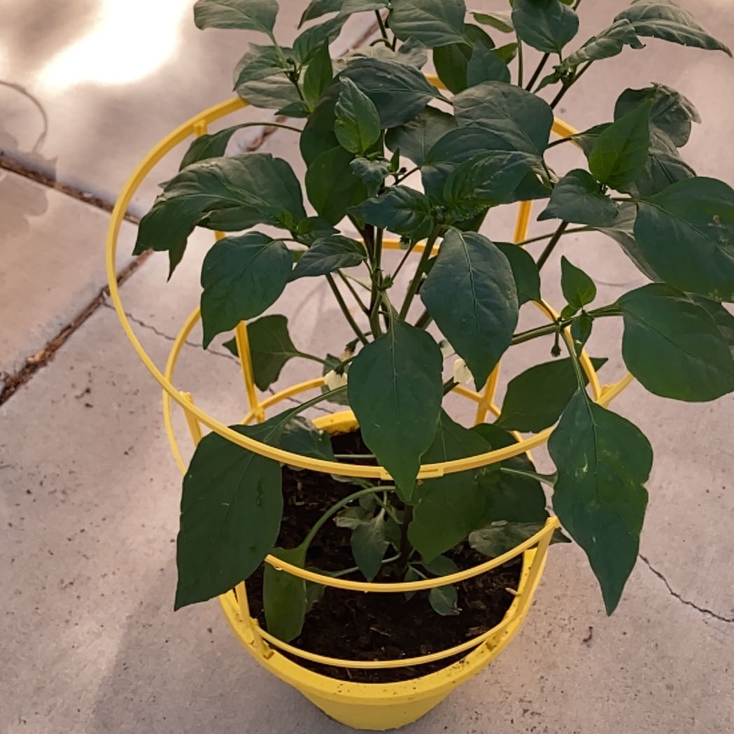 Photo of the plant species Jalapeno Gigante Pepper by @NinetyHundred named Leonardo on Greg, the plant care app