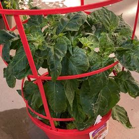 Photo of the plant species Habanero Red by @NinetyHundred named Roxxy on Greg, the plant care app