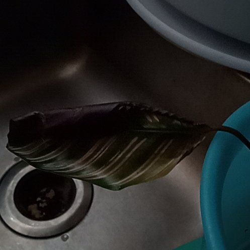 Captain Plant-it