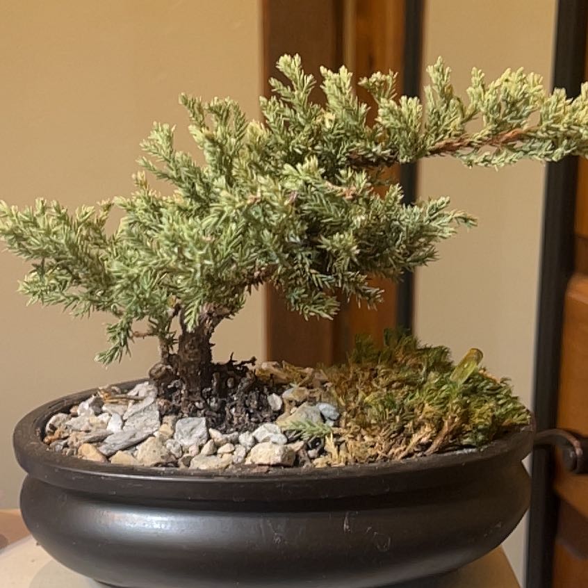 Photo of the plant species Japanese Juniper Bonsi by @YesMingthing10 named Dolores on Greg, the plant care app