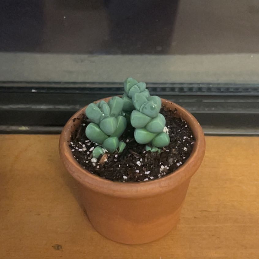 Photo of the plant species Corpuscularia by @YesMingthing10 named Winston on Greg, the plant care app