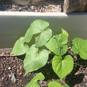 Photo of the plant species Common Morning Glory by @YesMingthing10 named Aristotle on Greg, the plant care app