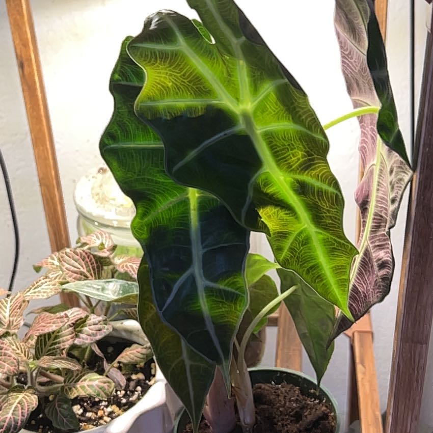 Photo of the plant species African Mask by @FancyAster66 named Coco on Greg, the plant care app