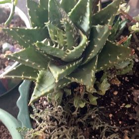 Photo of the plant species Aloe 'Velociraptor' by @FancyAster66 named Michelle Branch on Greg, the plant care app