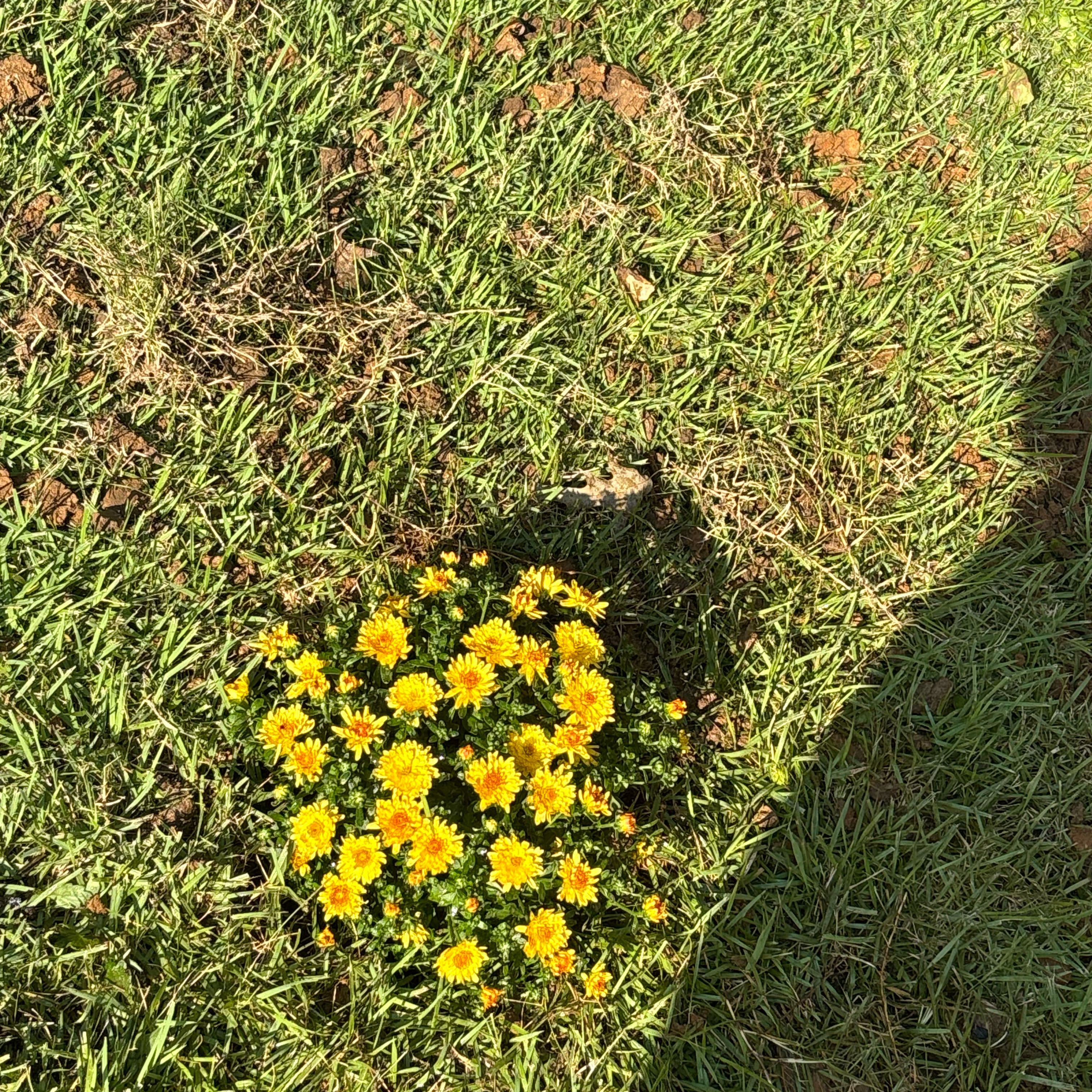 Photo of the plant species American Sneezeweed by @ZestyTexasebony named Austen on Greg, the plant care app