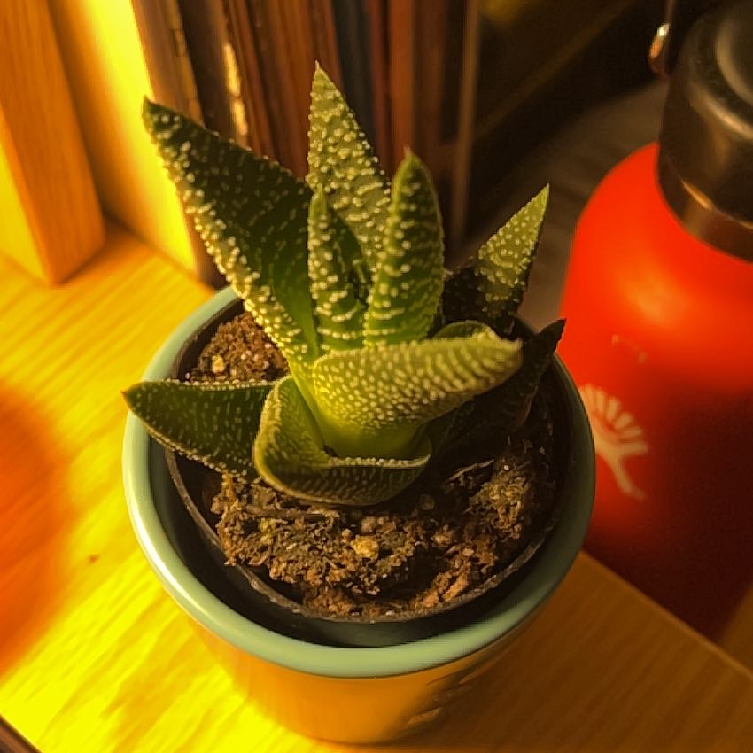 Photo of the plant species Gasteria 'Okavango' by @NewTorgrass30 named Tree on Greg, the plant care app