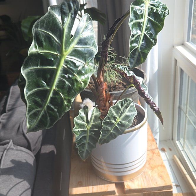 Photo of the plant species Alocasia by @UnafraidCanna54 named Prince on Greg, the plant care app