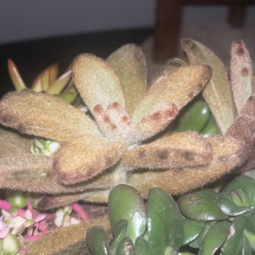 Photo of the plant species Milk Purslane by @PrimeBanana55 named Robert Plant on Greg, the plant care app