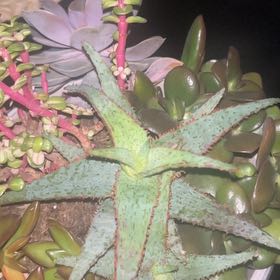 Photo of the plant species Mountain Aloe by @PrimeBanana55 named Bodhi on Greg, the plant care app