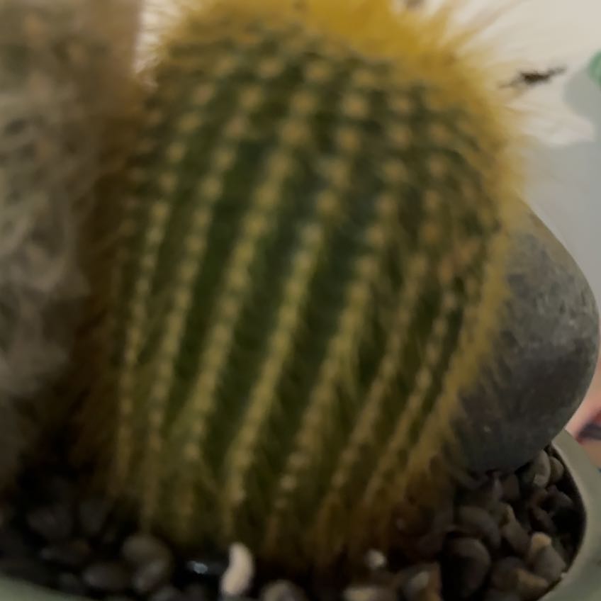 Photo of the plant species Lemon Ball by @HonorableSquash named Ellie on Greg, the plant care app
