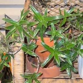 Photo of the plant species Kitten Ears by @BestAtom69 named Orlando Bloom on Greg, the plant care app