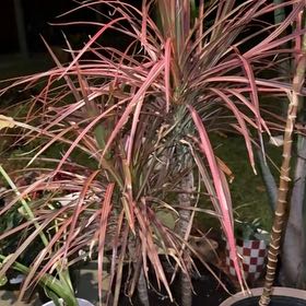 Photo of the plant species Dracaena by @BestAtom69 named Tolkien on Greg, the plant care app