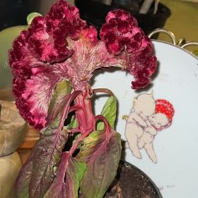 Photo of the plant species Celosia Argentea Cristata Dracula by @BestAtom69 named Muhammad Ali on Greg, the plant care app