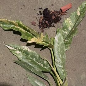 Photo of the plant species Ring Of Fire by @BestAtom69 named Hamilton on Greg, the plant care app
