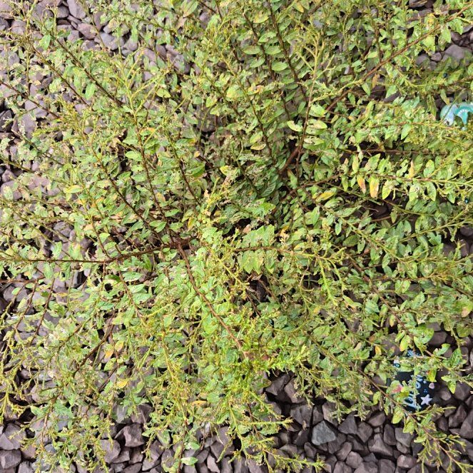 Photo of the plant species Rockspray Cotoneaster by @ExoticMakole15 named Remington on Greg, the plant care app