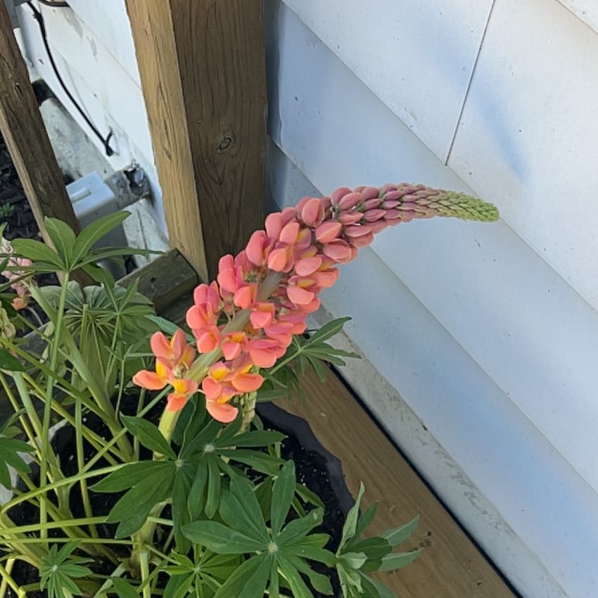 Photo of the plant species Westcountry Terracotta Lupine by @DiverseMoss55 named Rainier on Greg, the plant care app