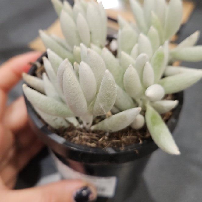 Photo of the plant species Woolly Senecio by @PetMothorchid68 named Miley on Greg, the plant care app