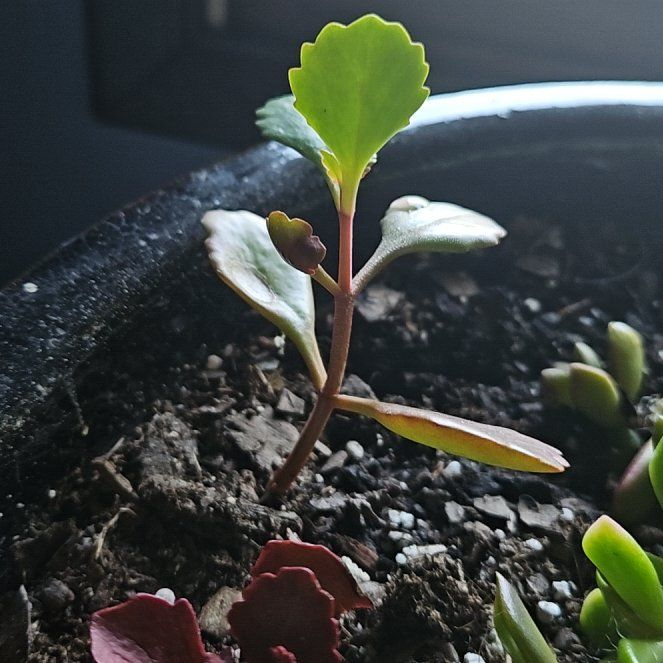 Photo of the plant species Kalanchoe 'Fire Rainbow' by @PetMothorchid68 named Wall-E on Greg, the plant care app