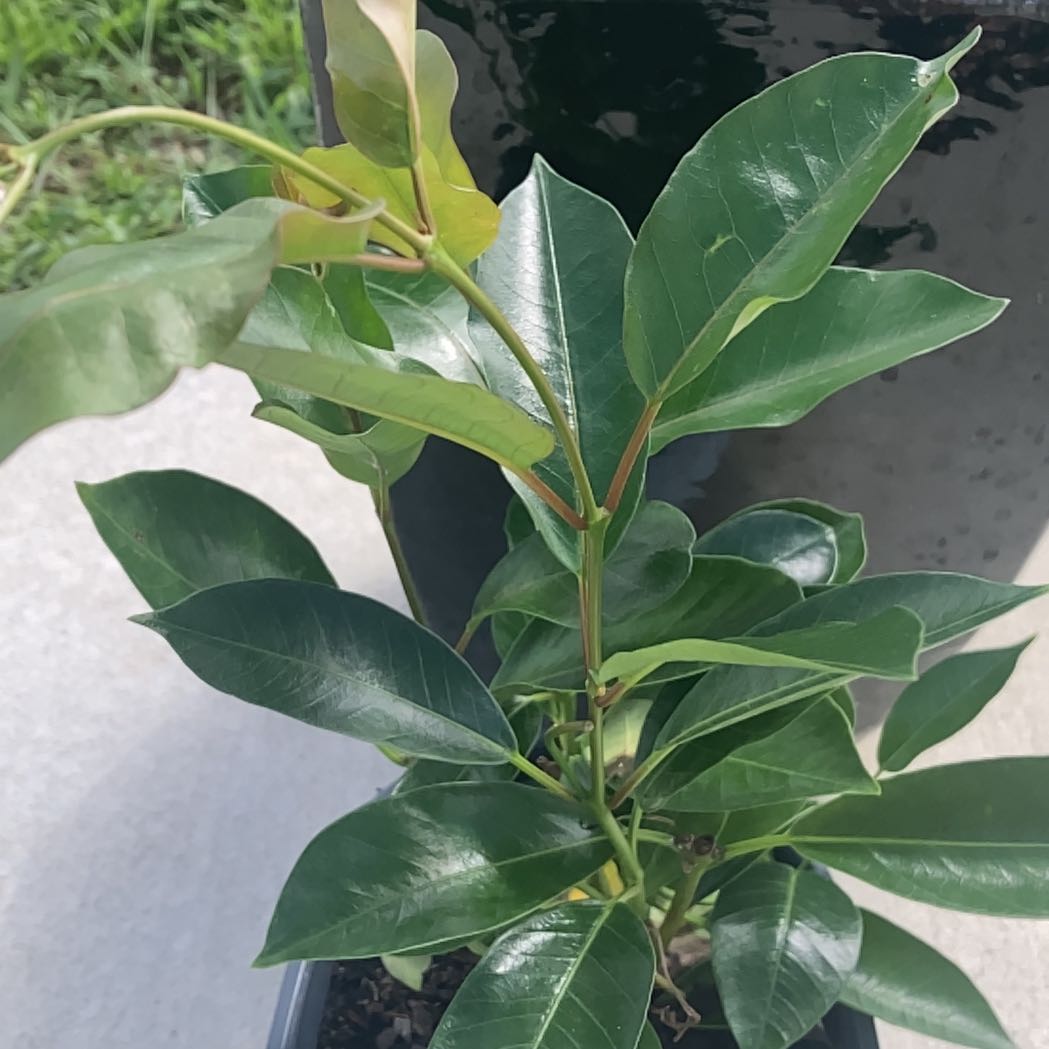 Photo of the plant species Madinia® Deep Red Mandevilla by @PresidentEndive named Mandevilla on Greg, the plant care app