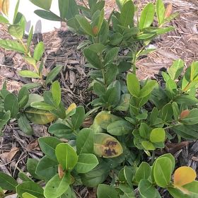 Photo of the plant species Maui Ixora by @PresidentEndive named Ixora on Greg, the plant care app