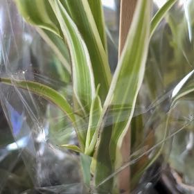 Photo of the plant species Common Oat by @BonafideMahoe4 named Ronaldo on Greg, the plant care app