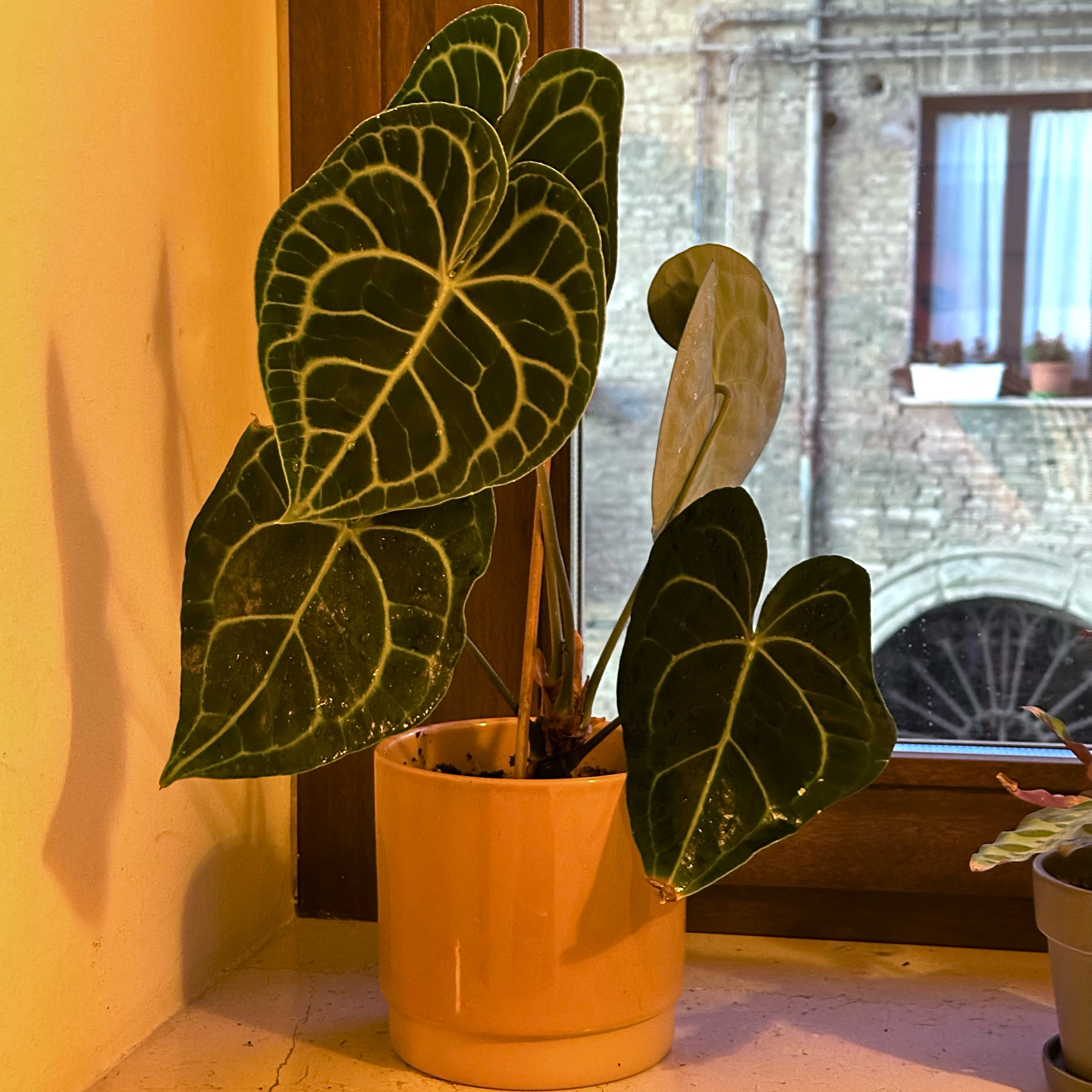 Velvet Cardboard Anthurium plant in a pot on a windowsill with healthy leaves.