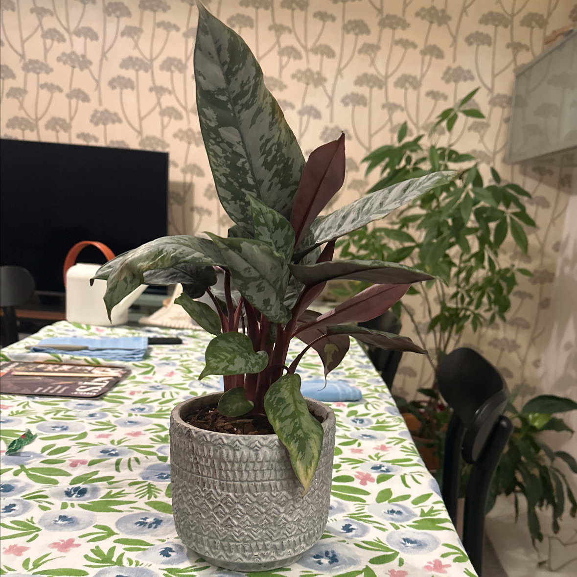 Photo of the plant species Apoballis acuminatissima 'Lavallaei' by @vanillaglass named Sir plancelot on Greg, the plant care app