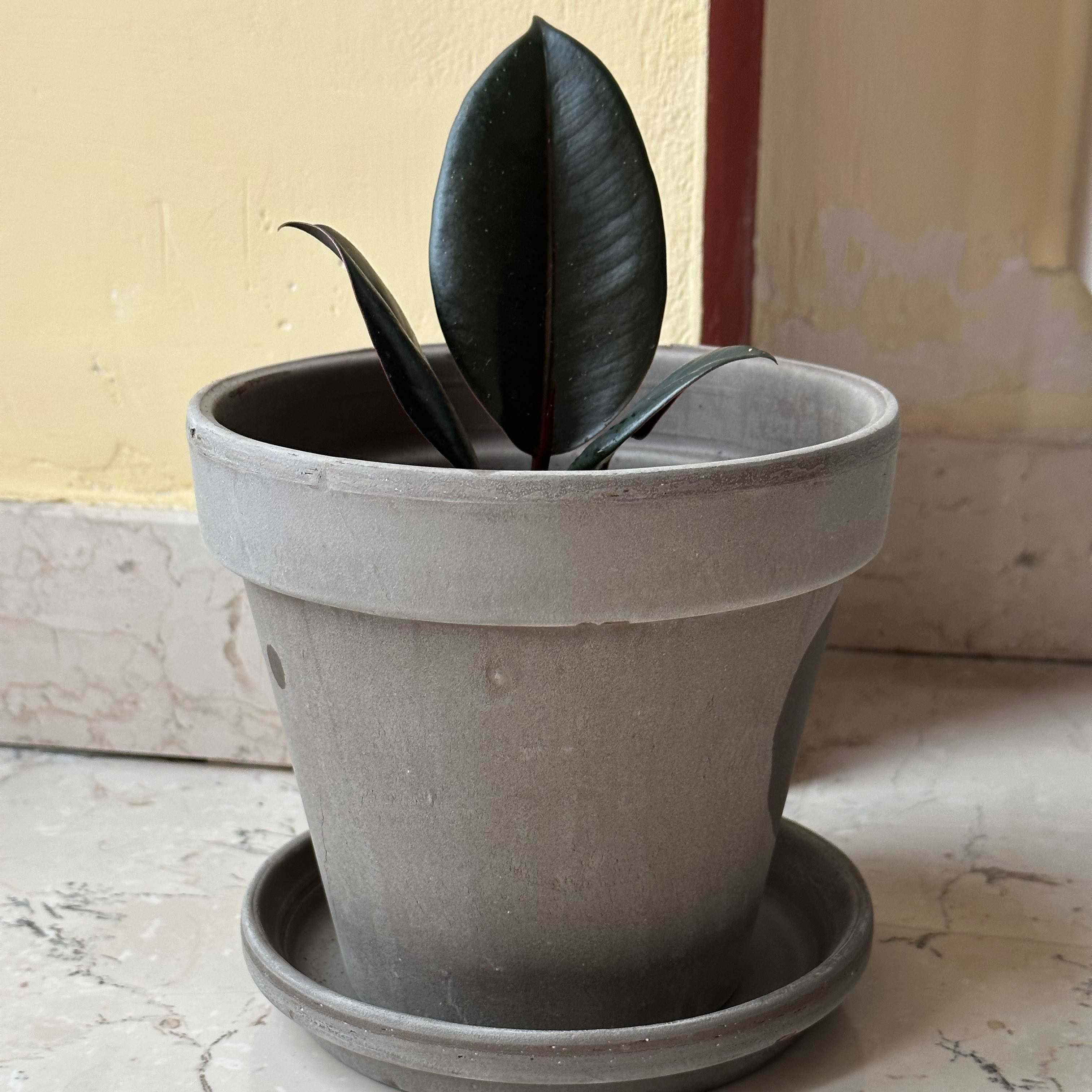 Young Ficus Robusta plant in a gray pot with dark green leaves, placed indoors on a tiled floor.