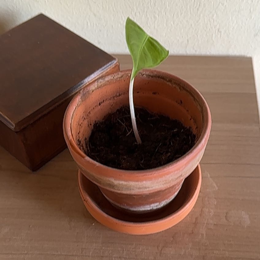 Young Alocasia Pink Dragon plant in a terracotta pot with a single green leaf.