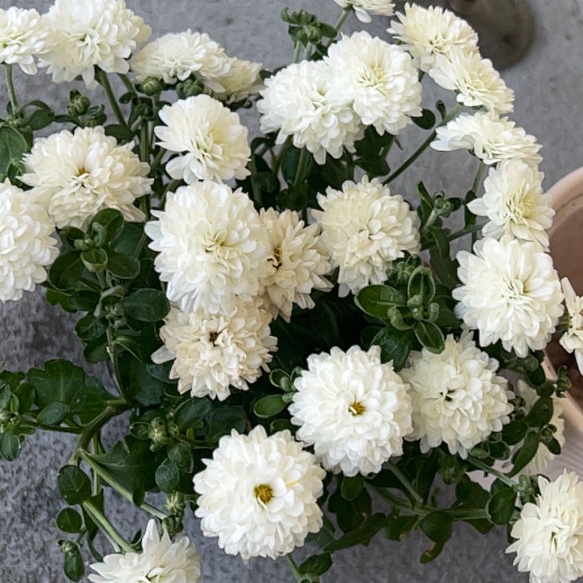 Photo of the plant species Celestial White Garden Mum by @LovingPepino57 named Marilyn on Greg, the plant care app