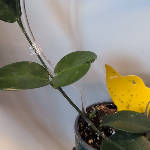 Photo of the plant species Hoya australis 'Keysii' by @GiddyFivespot51 named Diana on Greg, the plant care app