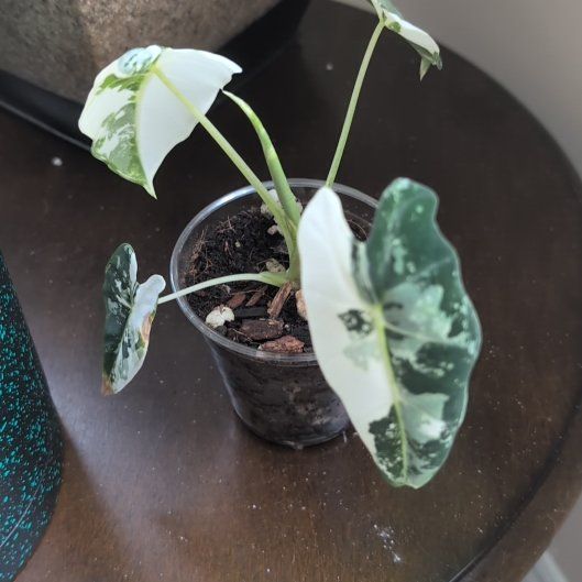 Photo of the plant species Alocasia Frydek by @GiddyFivespot51 named James Dean on Greg, the plant care app