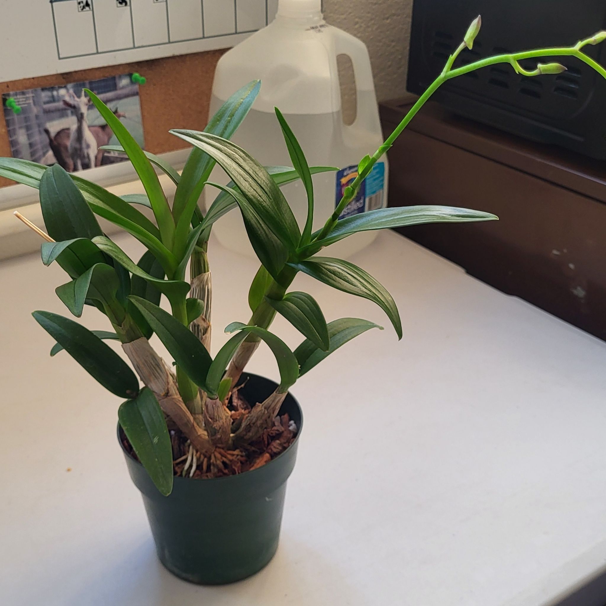 Photo of the plant species Dendrobium by @SpiritedRose58 named Ishtar on Greg, the plant care app