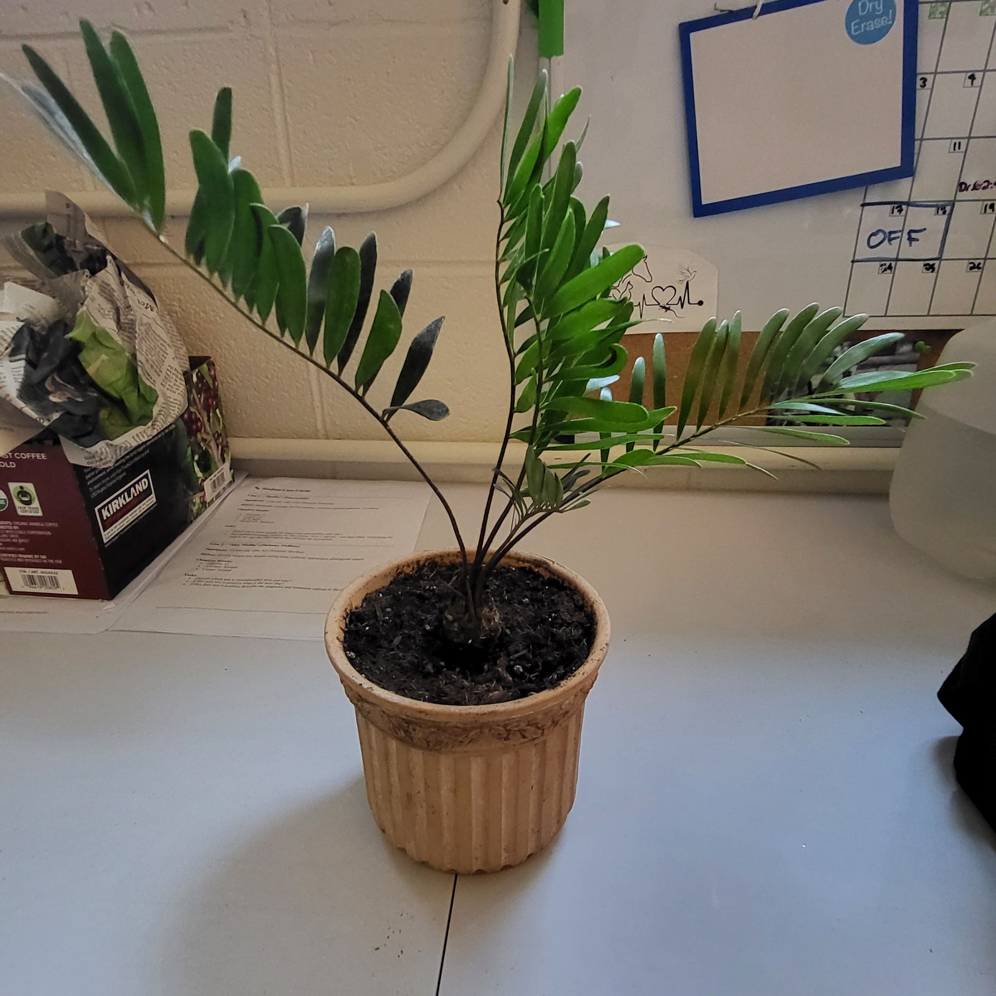 Plant care for Rzedowski's Cycad on Greg, the plant care app