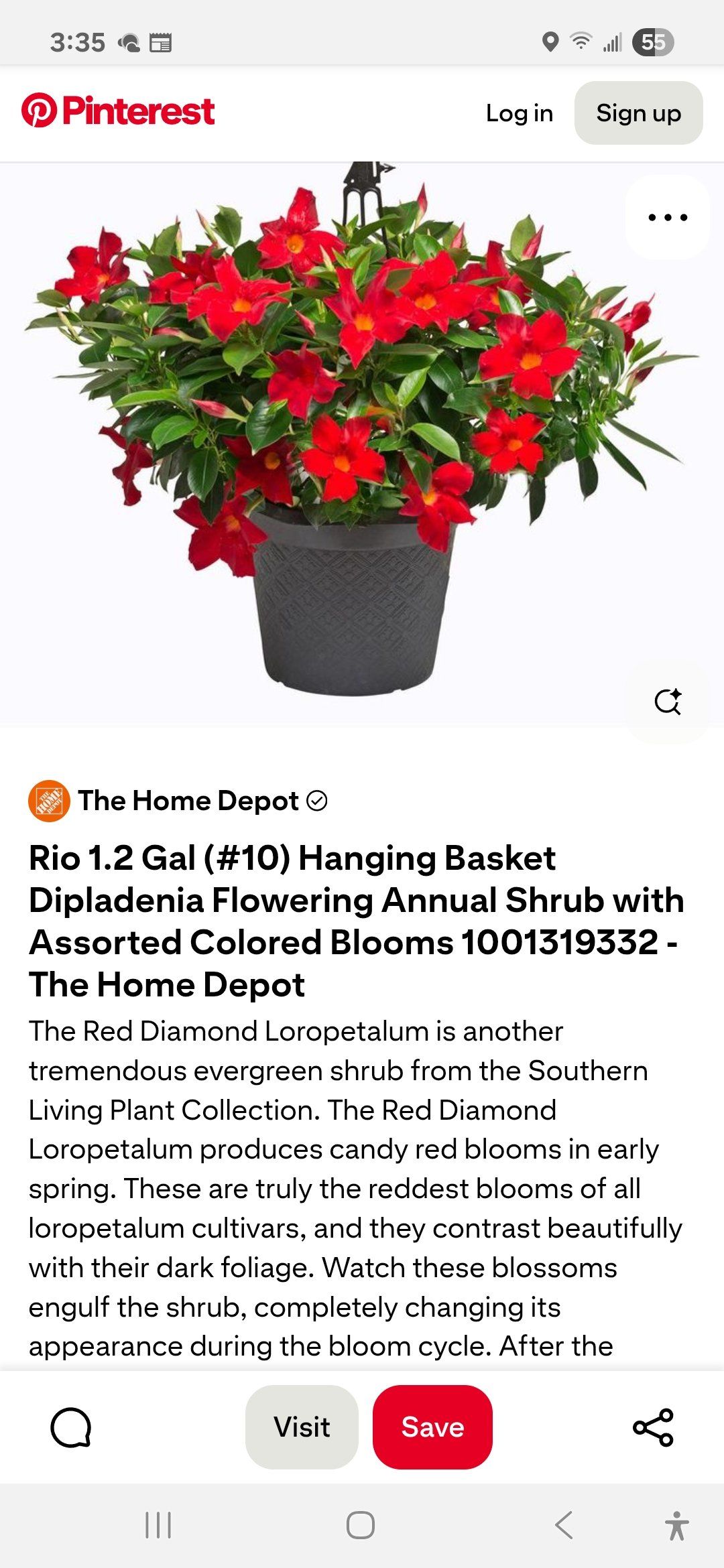 Photo of the plant species Red Diamond Loropetalum by @TenableCuttings named Curtis on Greg, the plant care app