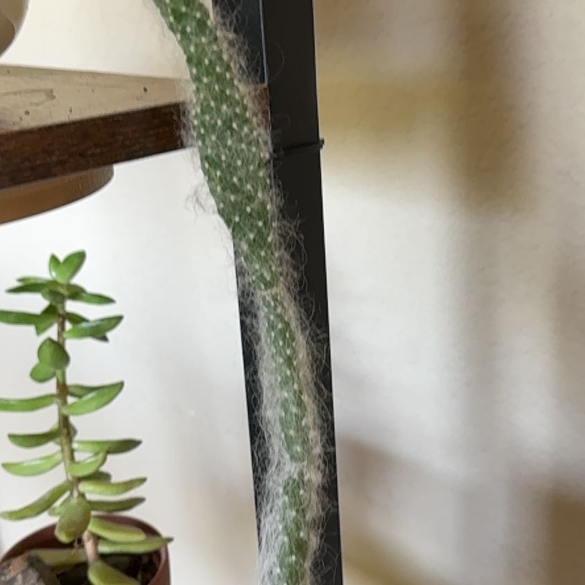 Photo of the plant species White Ghost Cactus by @FunBibi61 named Plato on Greg, the plant care app